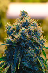 Up close view of mature indoor medical recreational marijuana cannabis industry plant with large developed cola flowers and visible developing pistils and trichomes