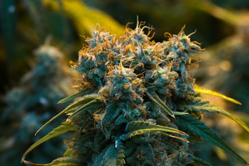 Up close view of mature indoor medical recreational marijuana cannabis industry plant with large...