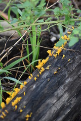 fallen log branch bush forest yellow