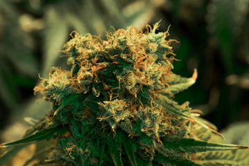 Mature indoor medical recreational marijuana cannabis industry plant with large developed cola flowers and visible developing pistils and trichomes