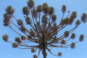 tree and blue sky