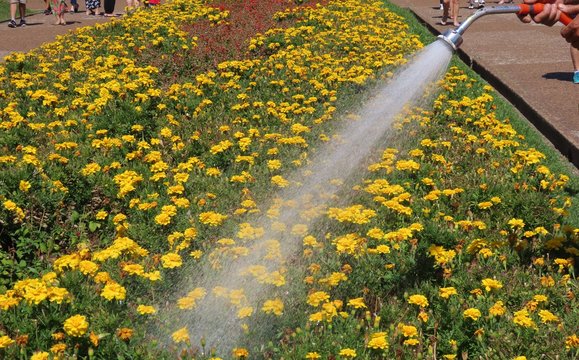 Field Of Yellow Flowers