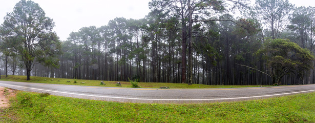 Fototapeta premium Forest landscape Panoramic view