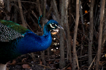 Fototapeta premium Indian Male Peacock in the wild