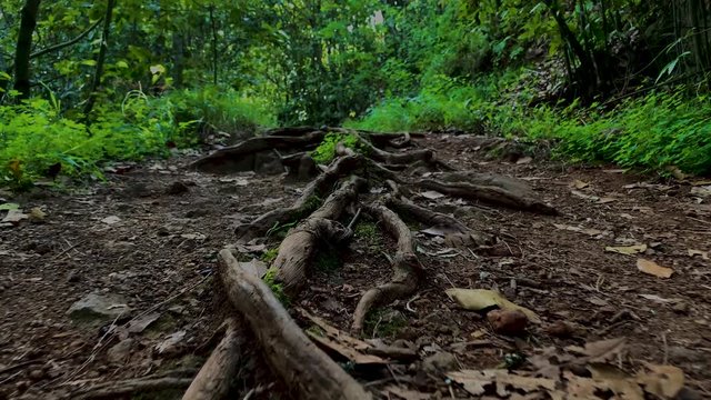 4k Aventura al aire libre Caminos ins&oacute;litos 4 Bosques Gran Canaria