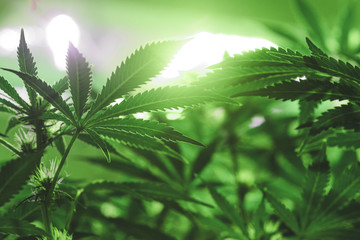 Young developing/growing medical recreational legal cannabis plant with visible flowering pistils, leaves, and buds