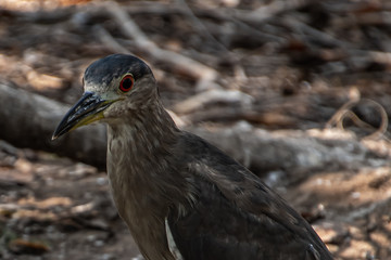 Fototapeta premium Eurasian stone-curlew close-up
