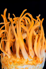 Fresh Cordyceps militaris in Glass bottles