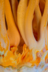 Fresh Cordyceps militaris in Glass bottles