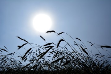 Fototapeta premium 霧の中で霞む陽光をあびる