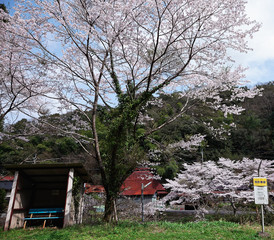 桜咲く山郷のバス停にて #02 / 山口県岩国市本郷町