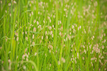 コバンソウの小穂