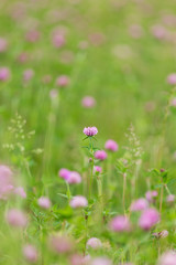 ムラサキツメクサ（アカツメクサ）の花畑