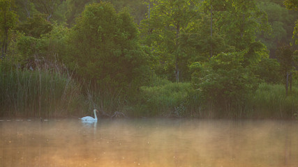 Obraz na płótnie Canvas 朝靄の池とコブハクチョウ