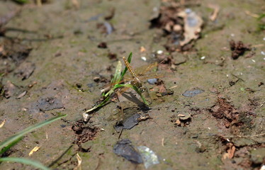 Isolated Dragonfly Perching On The Ground 