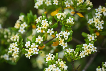 満開のトベラの花