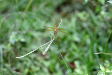 Isolated Dragonfly Perching On The Grass