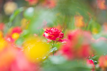 イングリッシュガーデンに咲く赤い薔薇の花
