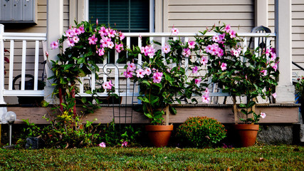 The pink flowers on the porch