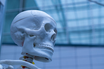 Portrait of a dummy in the shape of a human skull. Profile view with rotation. Luminescent lighting...