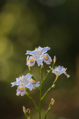 木漏れ日に咲くシャガの花