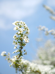  Warm Spring Flowers in Korean Countryside
