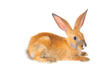 The rabbit in a white background