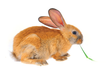 The rabbit in a white background