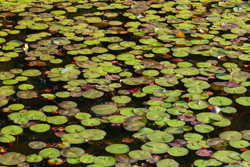 睡蓮の葉