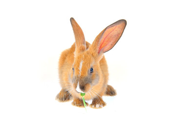 The rabbit in a white background