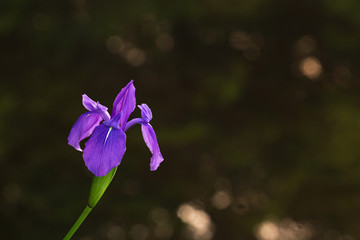 木漏れ日に咲く杜若