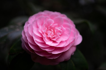 ピンクの花　ボタンの花