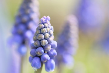 春の花　ムスカリ