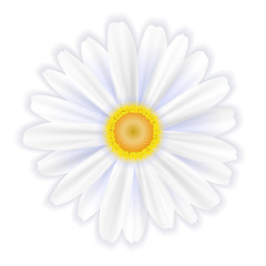 A single white flower, a daisy on a white background, vector illustration, EPS10