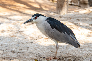 Close-up of a black-crowned night heron (Nycticorax nycticorax),black-capped night heron