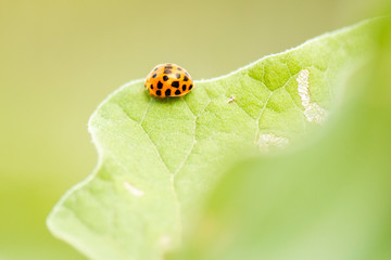 Orange Ladybug also known as Halyzia sedecimguttata.