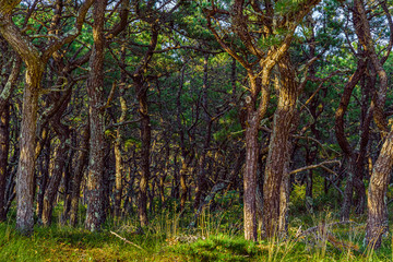 Pine forest on dunes, Ecoregion pine wasteland, Cape Cod Massachusetts, US