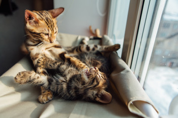 Two cute bengal kittens gold and chorocoal color laying on the cat's window bed playing and fighting.