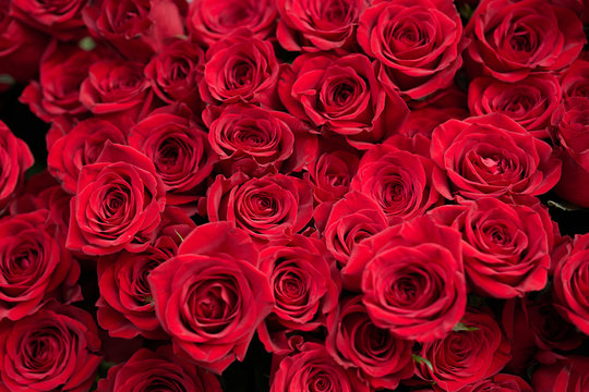 結婚や恋愛をイメージした真っ赤バラの花束