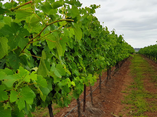 Fototapeta na wymiar Rows of trellised grape vines are covered with leaves and small bunches of green grapes. A grass-covered dirt path runs between them. The sky is overcast.