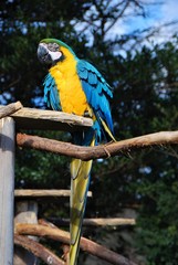 オウム