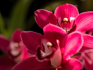 Colorful Orchids During a Spring Day