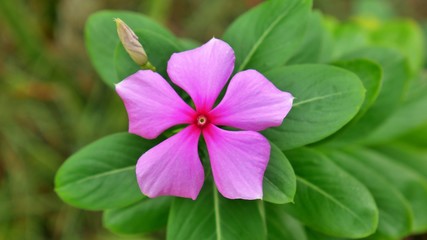 tropical pink flower at Siquijor, Philippines