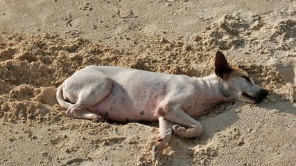 Dog sleeping at the beach on Siquijor Island, Philippines