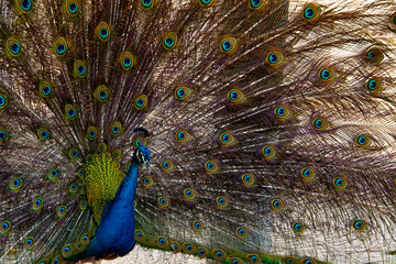 Obraz premium Indian Male Peacock in the wild