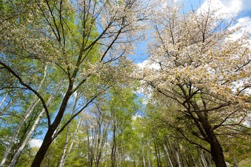 Obraz premium 春の爽やかな新緑の白樺林