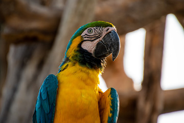 close up of a blue and gold macaw 