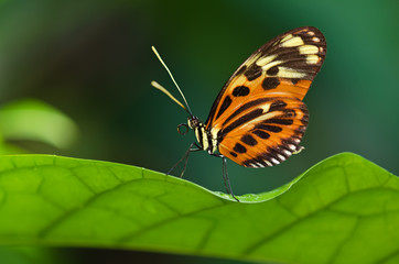 Tiger Longwing butterfly (Heliconius ismenius) perched on leaf