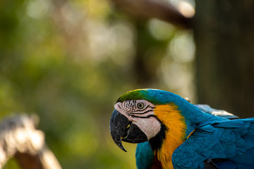 close up of a blue and gold macaw 