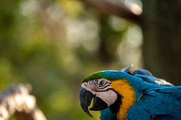 Obraz premium close up of a blue and gold macaw 